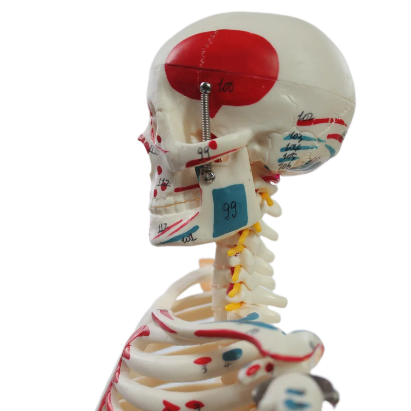 Human Skeleton Model 1/2 Life Size 85cm Half Muscle and Half Ligament Drawing Medical Science Anatomy