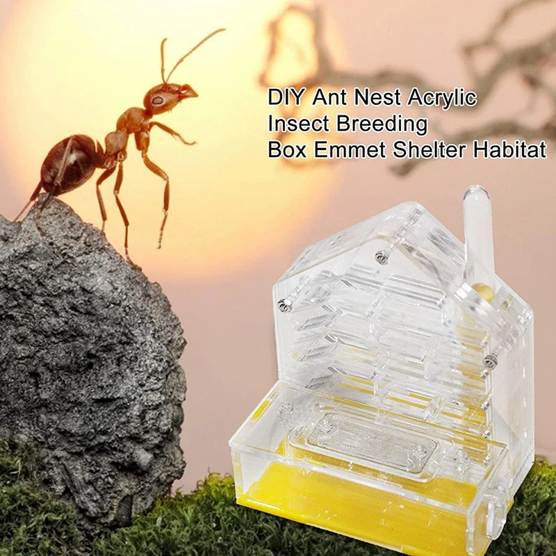 Ameisenest, Ameisenfarm, Acrylfarm, Insektenkäfig, Ausstellungsraum für Ameisenfütterung, Ameisenfütterung, Ameisenfütterung, Bauernhof, Ameisen, feuchtigkeitsspendende Höhle