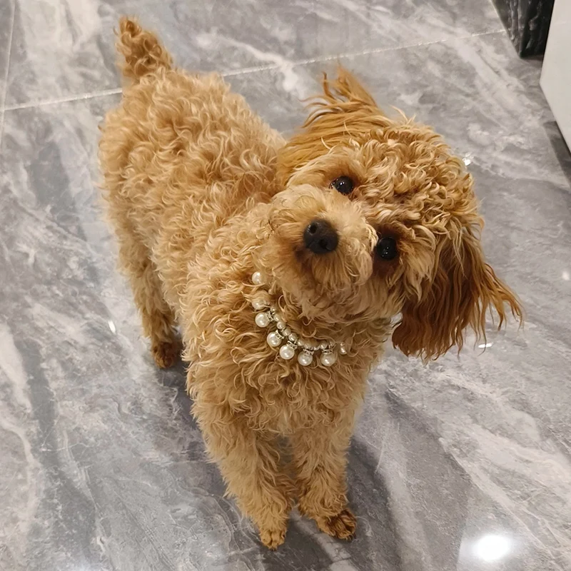 Luxus Perle Anhänger Welpen Hund Halskette Halsband für kleine Hunde Katzen Chihuahua Pomeranian Teddy Bling Strass Haustier Zubehör – Detail 5