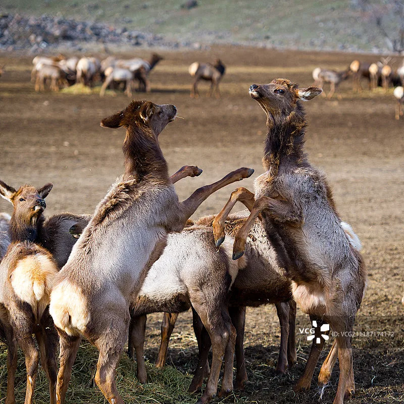 

UDRIC UD1609 1/16 Scale 4WD Brushless RC Rally Car, High Speed Remote Control Drift Racing Vehicle with LED Lights Adults Kids