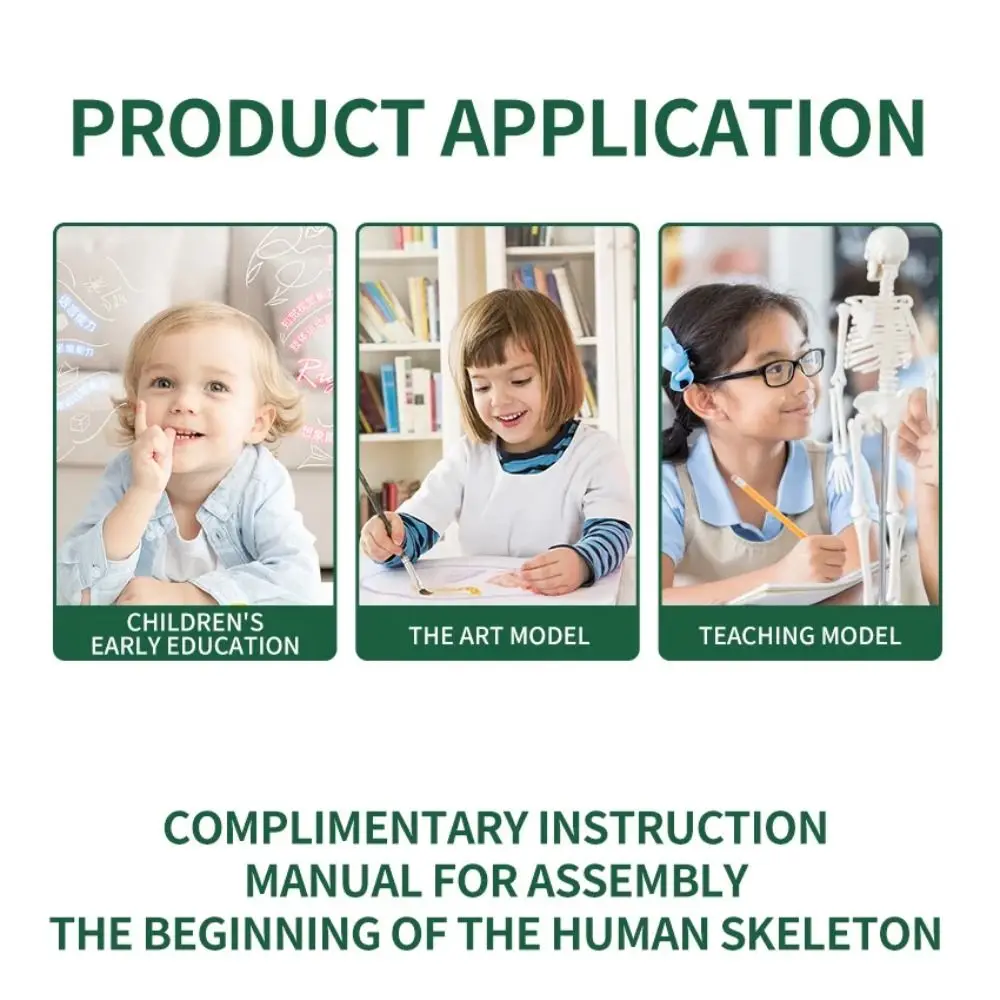 

Сборная модель скелета человека: структурный каркас, съемные суставы, образовательная модель для студентов