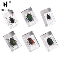 Natural Insect Specimens Resin Scarab Home Decoration Figurine Beetles Bugs Gifts For Environmentalists Home Office Ornaments