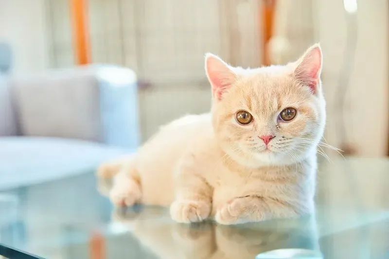 

WPL C64 C64-1 Metal Front and Rear Axle Chassis Link Rod Pull Rod Mount Side Pedal Shock Mount Set 1/16 RC Car Upgrade Parts