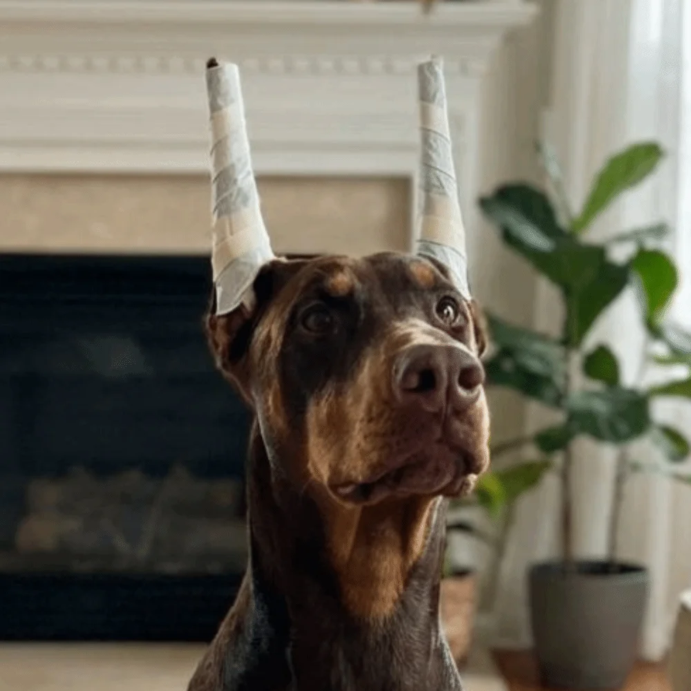 10Pcs Soft Foam Rods Dog Ear Stand Up Tool Fast Ear Erecting Non-Invasive Ear Erecting Stick Fixed Rods Comfortable
