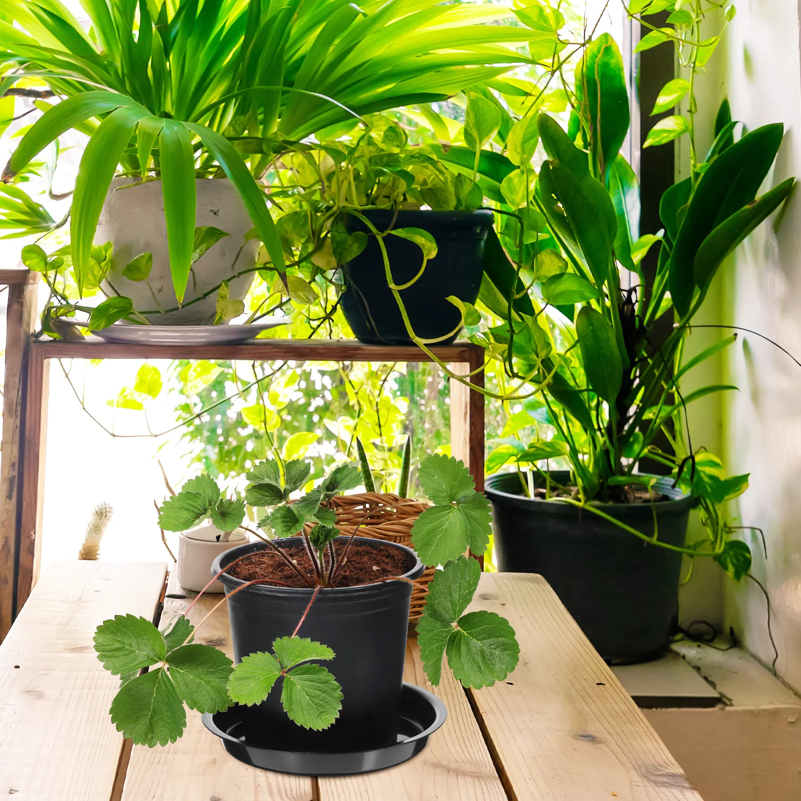 

10Pcs Plastic Flower Pot Saucers Plant Trays Round Tray Water Drainage Tray for Indoors Outdoors Plant Saucer Flower Pot Trays