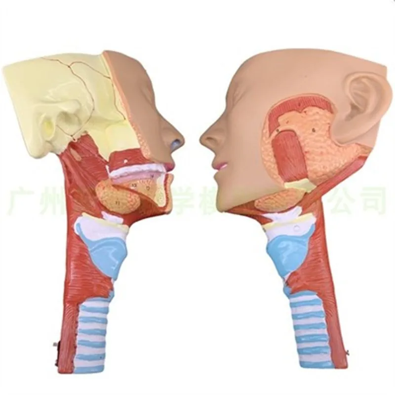 Pharyngeal Muscle Model Larynx Anatomy Model Throat Model Mouth and Nose Model Glossy Muscle Anatomy Head Model