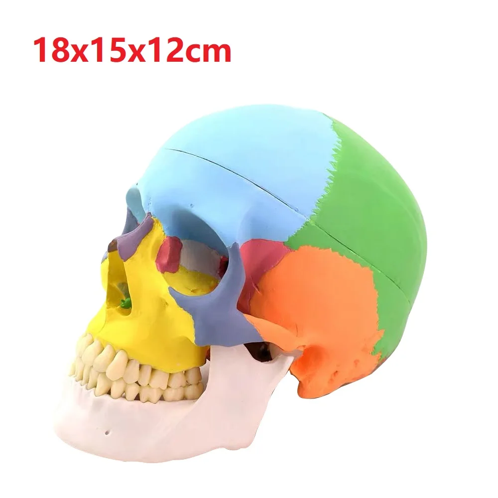 Medical Skull Anatomy Model Human Anatomical Model Anatomy Skeleton Head Model Studying Supplies Dental Teaching Tool