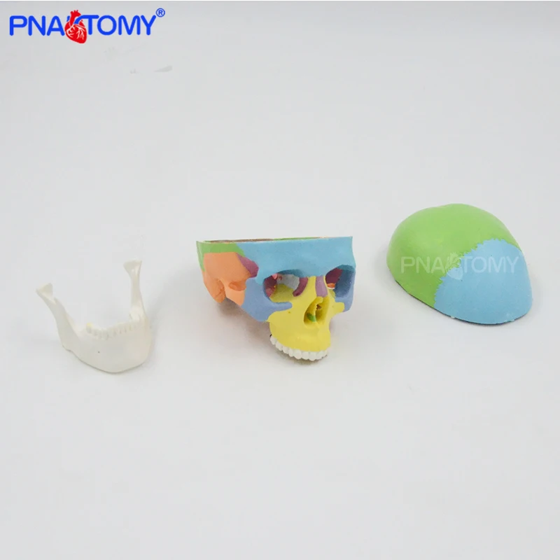 Mini cranio colorato modello staccabile 3 parti strumento anatomico umano risorse didattici regalo medico attrezzatura educativa anatomia