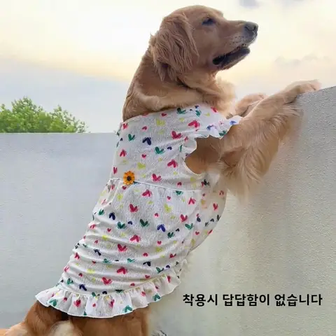 방한없는 여름용 여름용 얇은 얇은 드레스 스타일 프린세스 스타일 플리츠 소매 플리츠 소매 알래스카 방한없는 양털없는 양털없는 옷 의류 의류