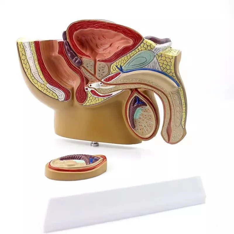 Male Pelvic Sagittal Section Testicle Prostate Urinary and Reproductive System Model Medical Teaching Supplies