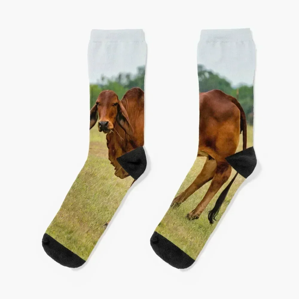 

Brahma bull in the field Socks sports stockings snow Sports Boy Socks Women's