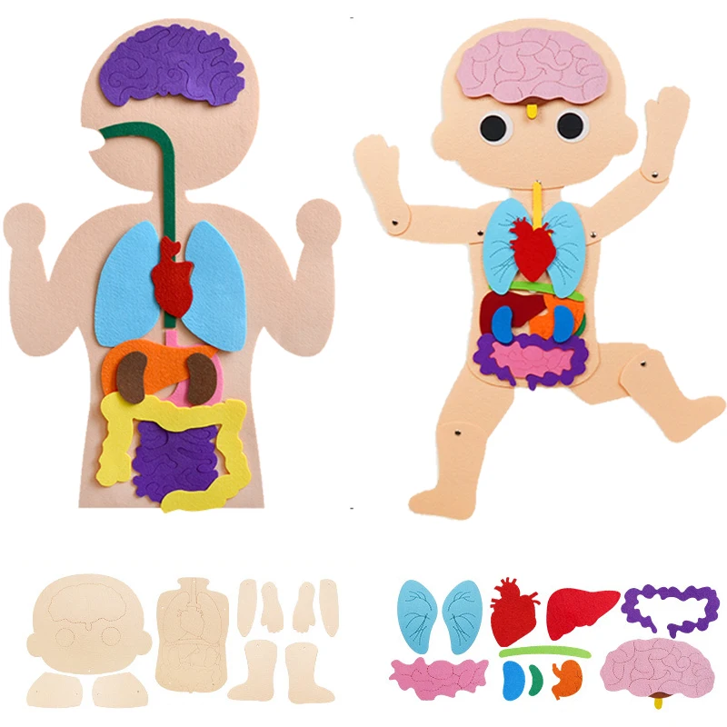 Montessori Human Body Torso Felt Model Educational Toys Kids Organs Cognitive Dressing Parish Open Learning Material Puzzle Game