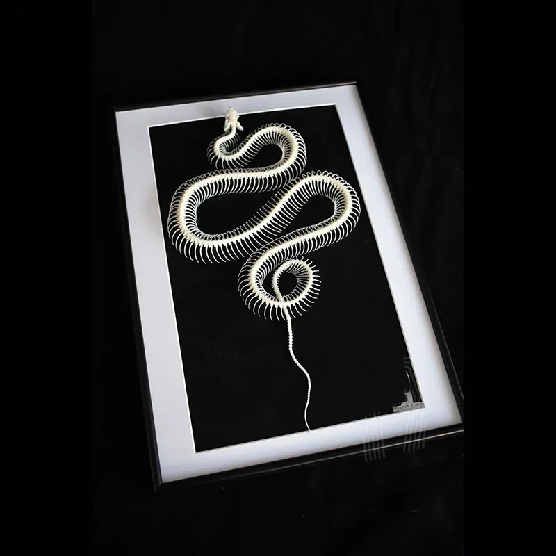 2032 Boutique Artificial Snake Skeleton Framed Wall Art Resin Replica Realistic Animal Bone Specimen Modern Home Decor Gothic