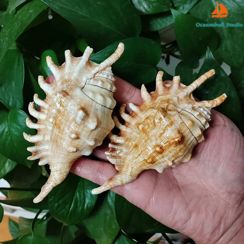 2 PCS Common Spider Conch Sea Shells Big Strombus Lambis Ocean Shell Collectors Wedding Decor Beach Theme Party, DIY Crafts