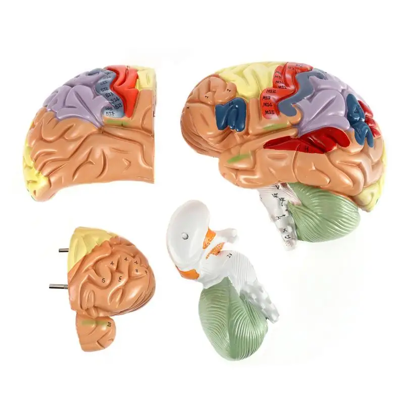 4 Onderdelen Vergrote 2 Keer Human Brain Anatomisch Model Hersenen Functie Met Gemarkeerd Onderwijs Brain Cortex