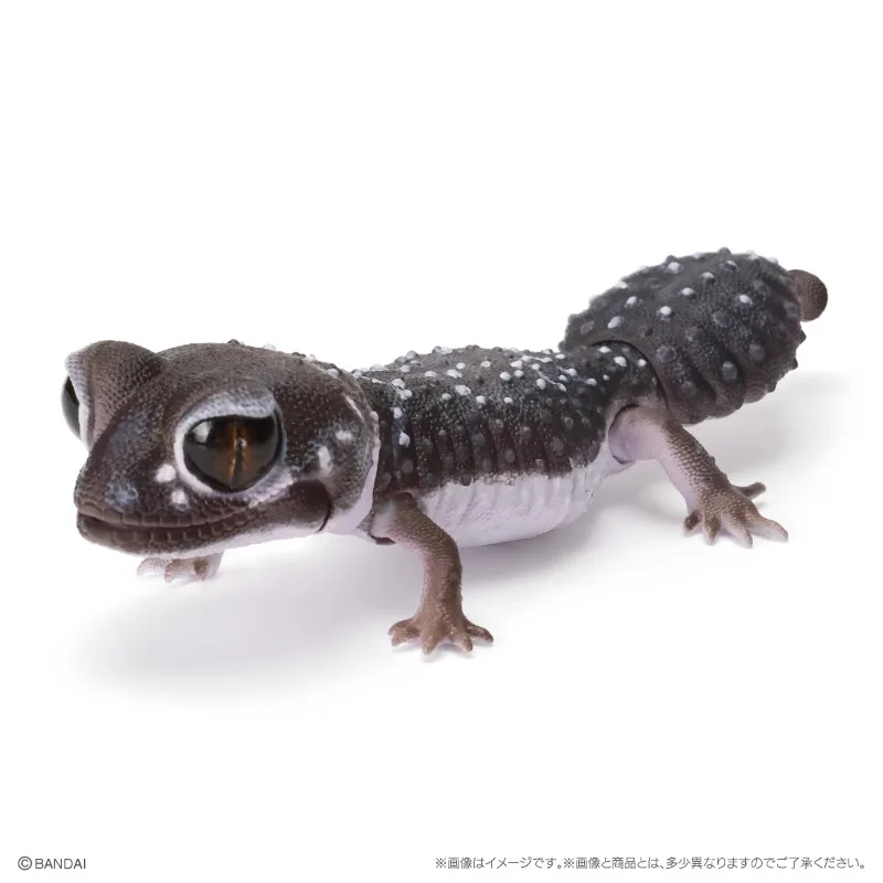 Original Bandai Gashapon Big Biological Map A Round-tailed Leopard Gecko Lizard Animal Action Figure Model Toys Gifts Collection