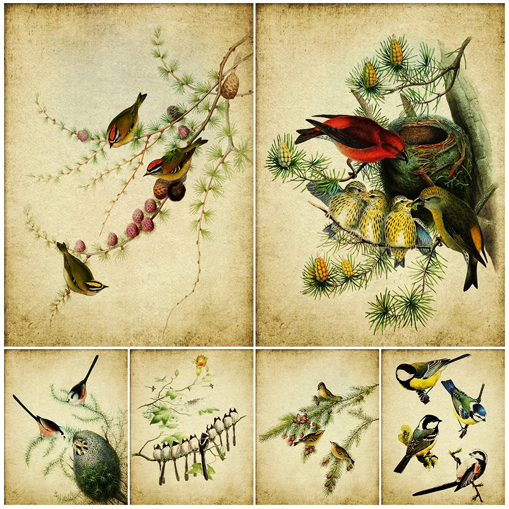 Crossbill Bird,Blue Tit,Long Tailed Tit,Nightingale Bird,Vintage Art Poster Print,Rustic Instant Bird Wall Art Canvas Painting