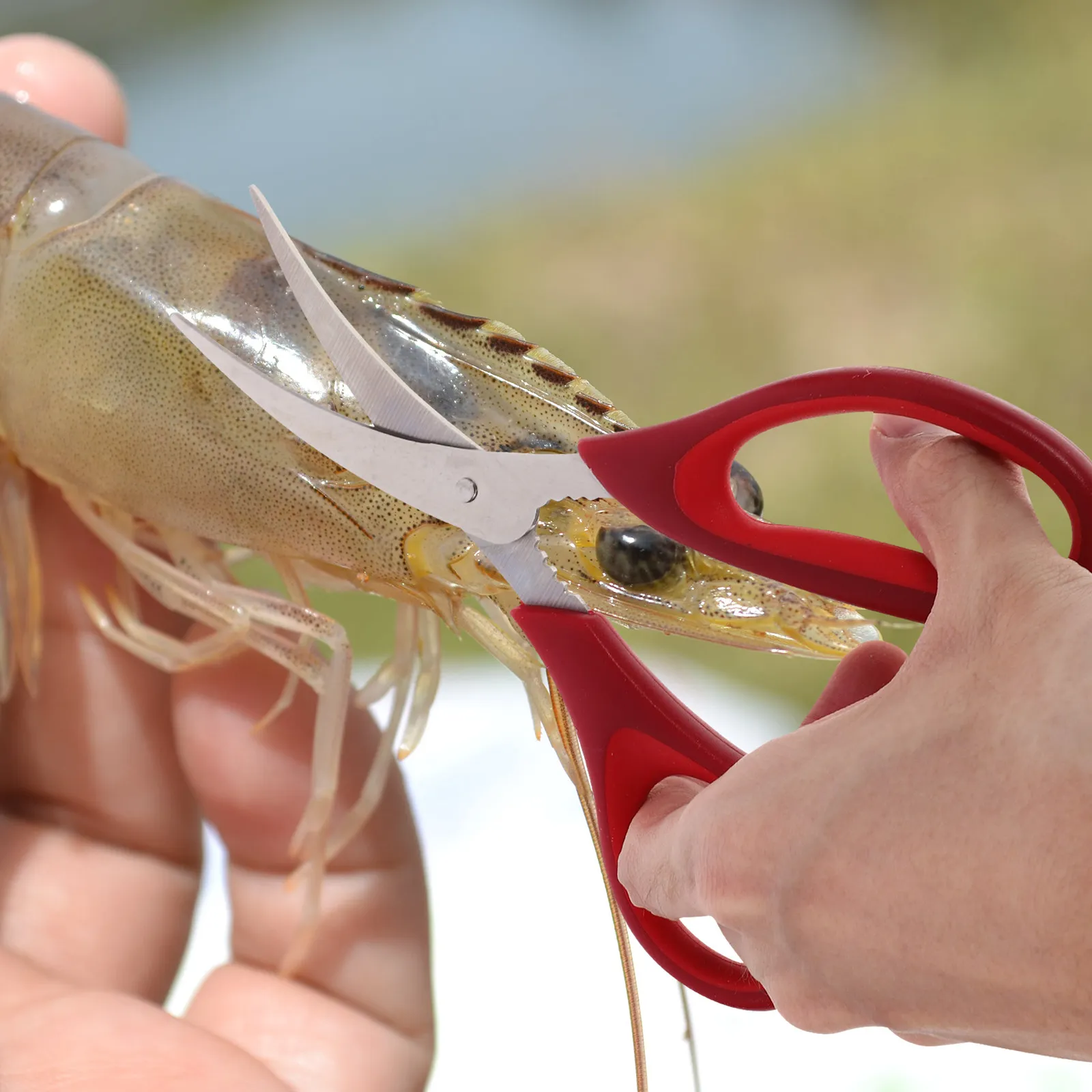 

Stainless Steel Shrimp Scissors Heavy Duty Kitchen Shears for Removing Shrimp Vein Fish Bone Poultry Herbs Easy Grip Comfortable