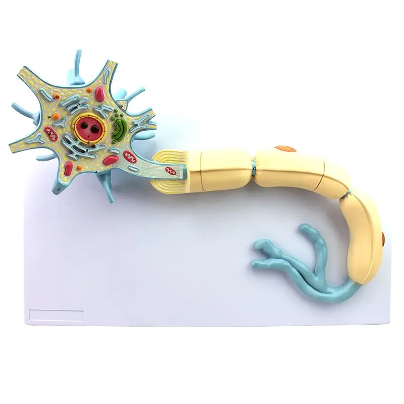 Neuron Model Enlarged Model of nerve fiber Structure, Medical Brain Display Model, Tabletop Decoration, Micromodel Medical Aid