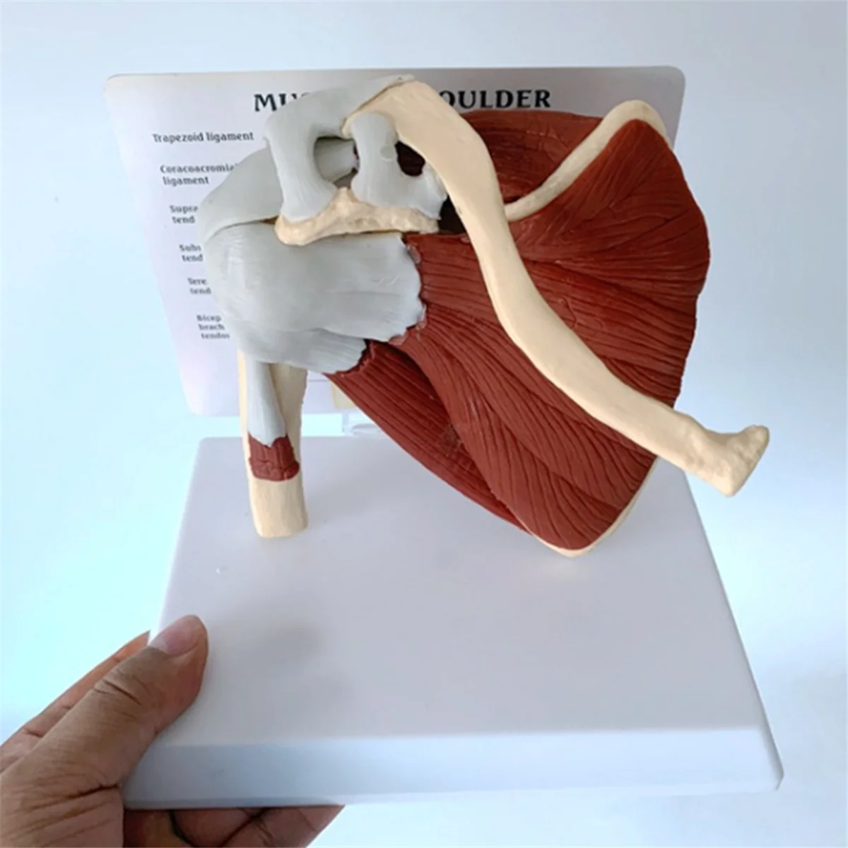 Modèle d'épaule musculaire ABZL, modèle musculaire d'articulation de l'épaule droite d'anatomie humaine, modèle d'anatomie du bureau et de la salle de classe de médecin