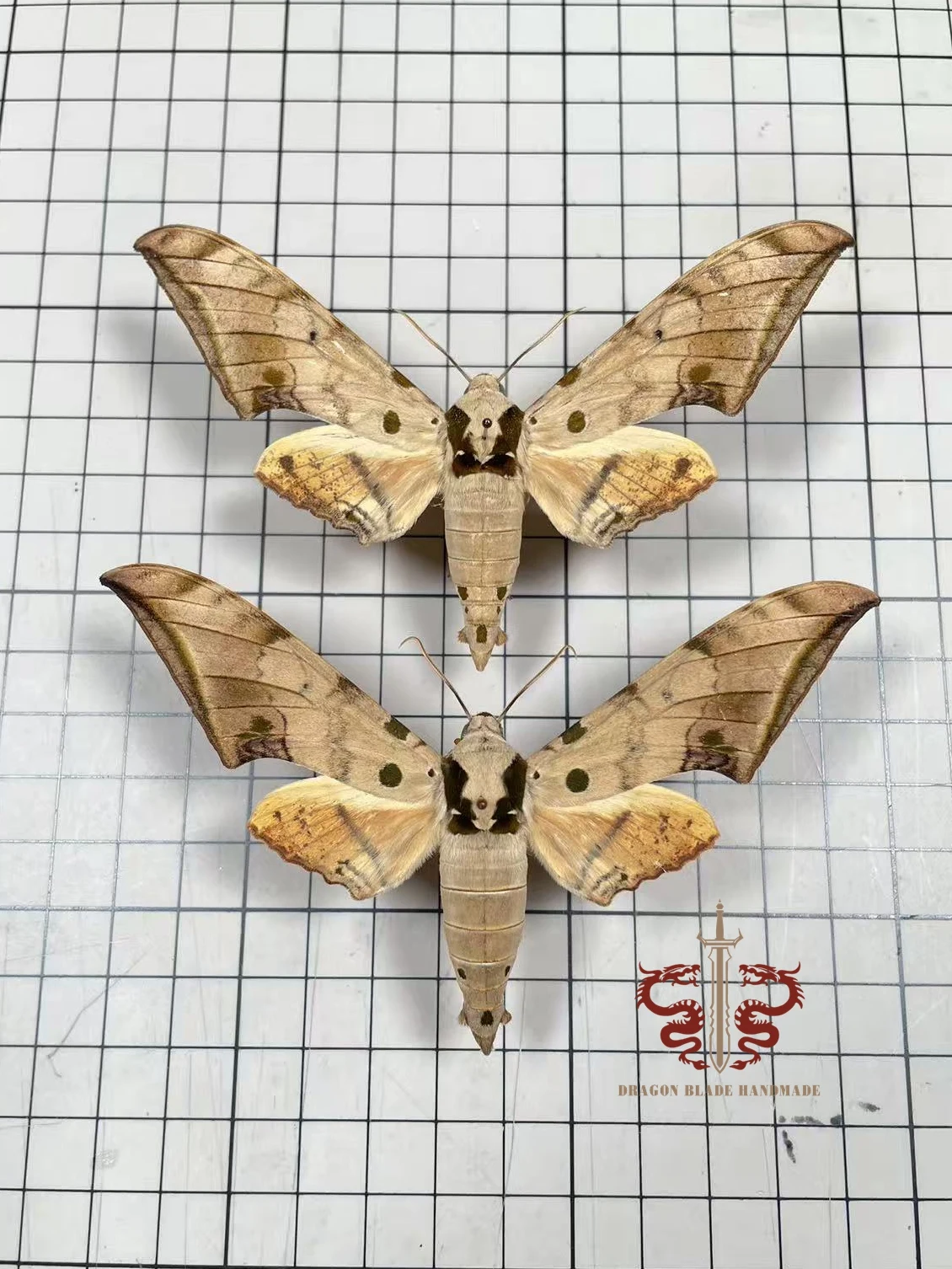 Moth ornament Ambulyx ochrace, 1pc wings spread A1/A- high quality, Decorative Display Collection Gifts