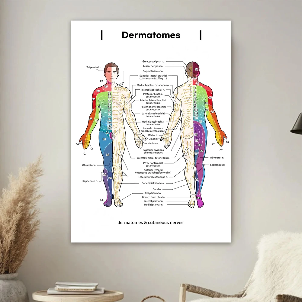 Dermatomes & Cutaneous Nerves Chart Print Anatomy Poster for Medical Study and Teaching Art Wall Decoration Home Poster