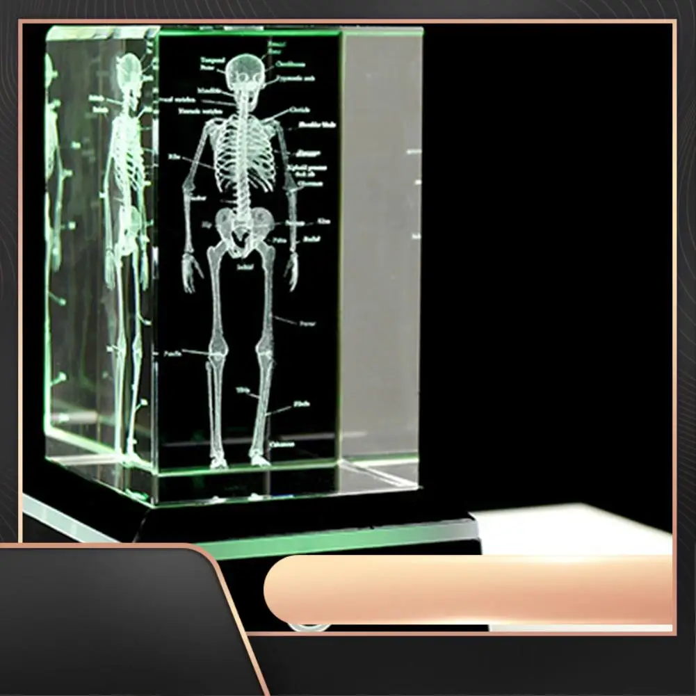 

3D лазерная гравировка, фигурки человеческого скелета, хрустального куба, научные подарки, анатомическая модель органа, пресс-папье