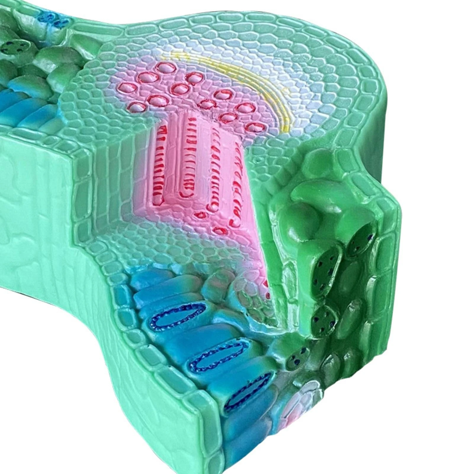 Leaf Anatomy Model Layered Leaf Cutaway Model Anatomical Sturdy for Students, Classroom, Laboratory