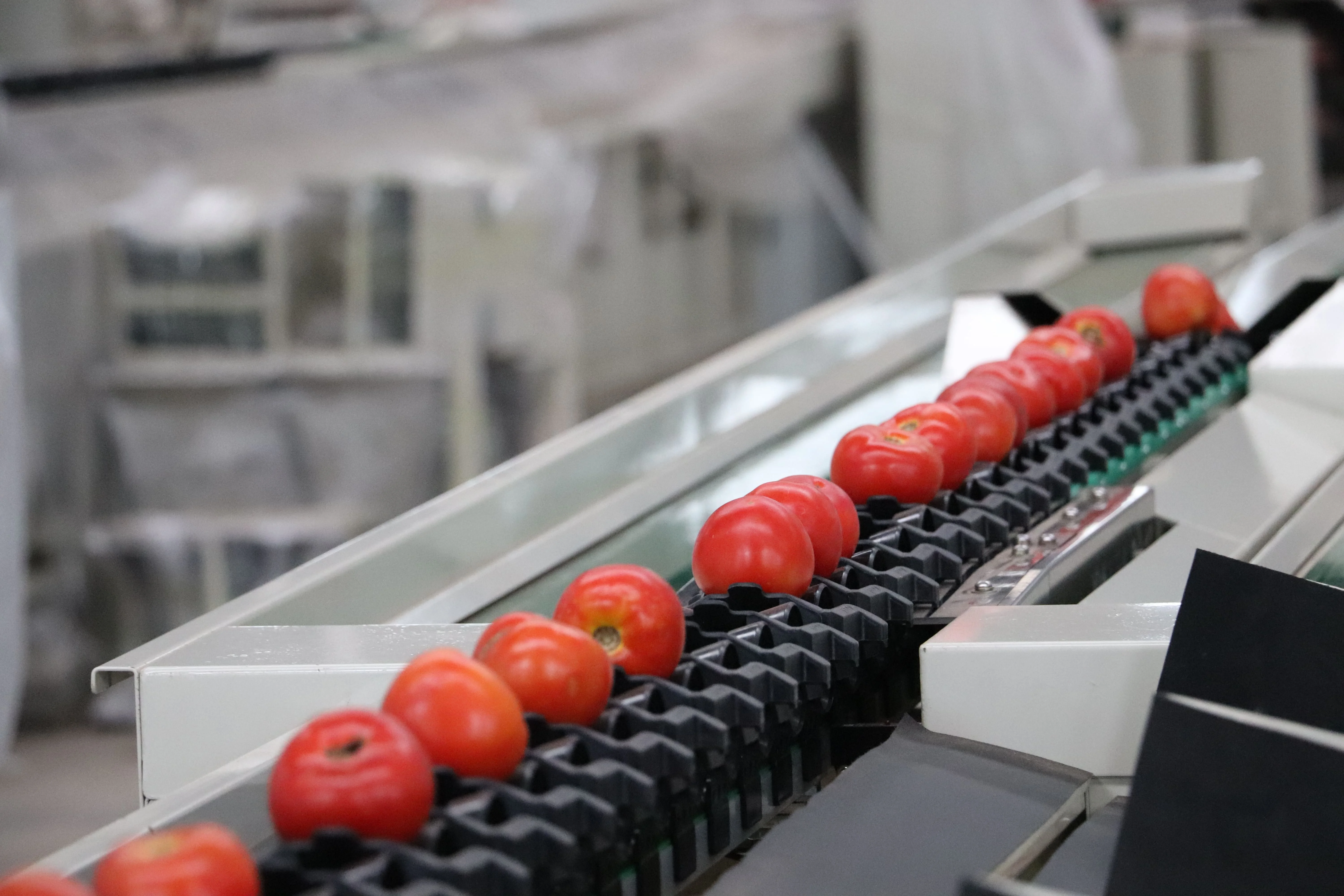 Multifunctional Fruit Sorting Machine for Tomato Raw Material Screening-Automatic Sorter for Fruit Processing Plant