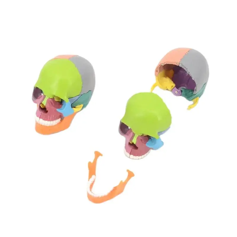 15pcs / set 4D Detachable Color Mini Skull Anatomy Model Detachable Medical Teaching Tool