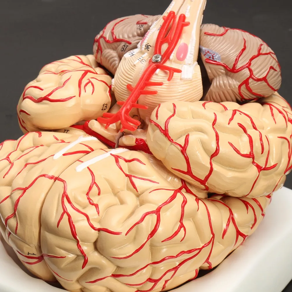 Human Life Size brain anatomy model Medical Set 8 Parts Budget Brain Arteries Model Anatomy