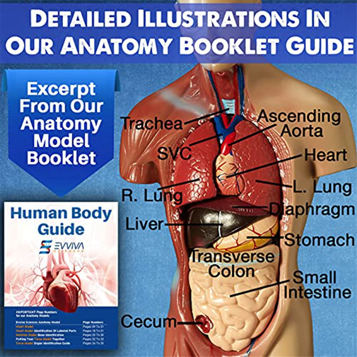 نموذج AAAE للقلب البشري والجذع والهيكل العظمي - أداة تعليمية نموذجية ثلاثية الأبعاد لطلاب التشريح وعلم وظائف الأعضاء