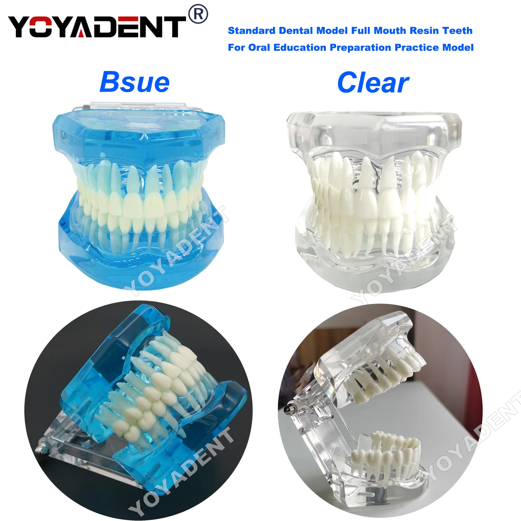 Standard Dental Teeth Model Full Mouth Resin Teeth Oral Education Practice Model for Dentist Student Study