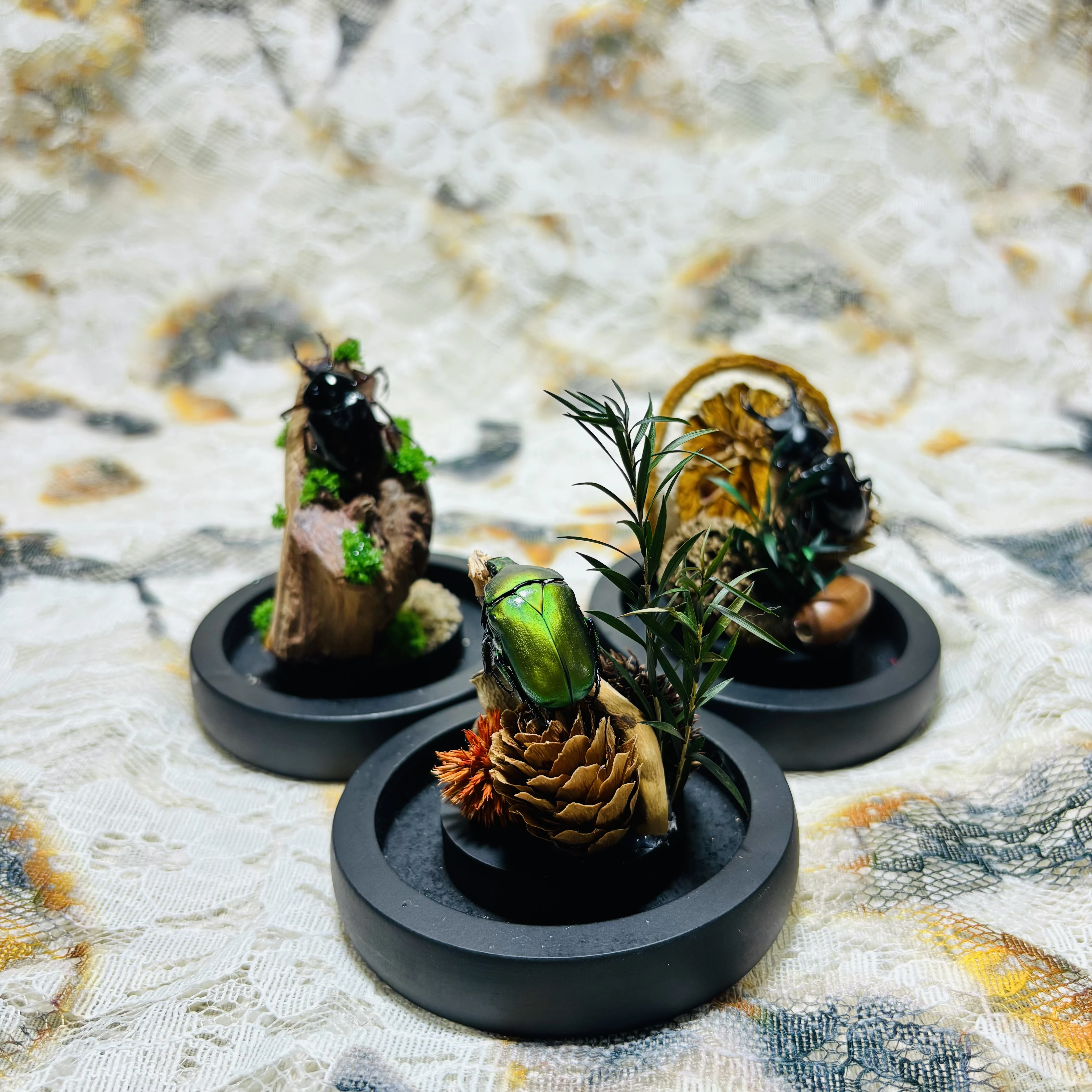 2137 Beetle Dried Flower Table Ornament Collection Bulk Wholesale Handmade Mini Landscape Decor Natural Craft Desktop Display