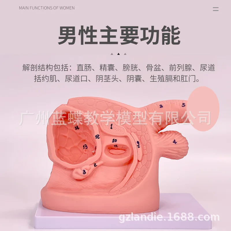 PVC  Number MARKED Human Urethral Catheterization Model Anatomy of Internal and External Genitalia