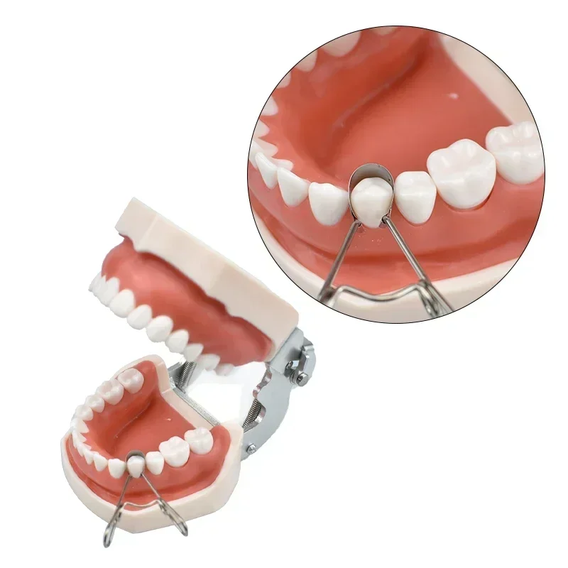 

Set Dental Saddle Contoured Metal Matrices Matrix Universal Kit with Spring Clip 36pcs 1330