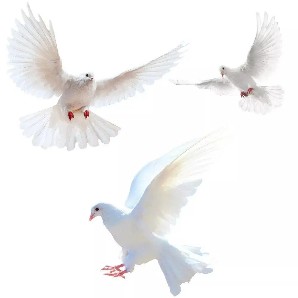 Peace Dove Wall Stickers for Living Room Bedroom Bathroom Vinyl Decals Scratch-Proof Home Decoration Animal Wall Accessories