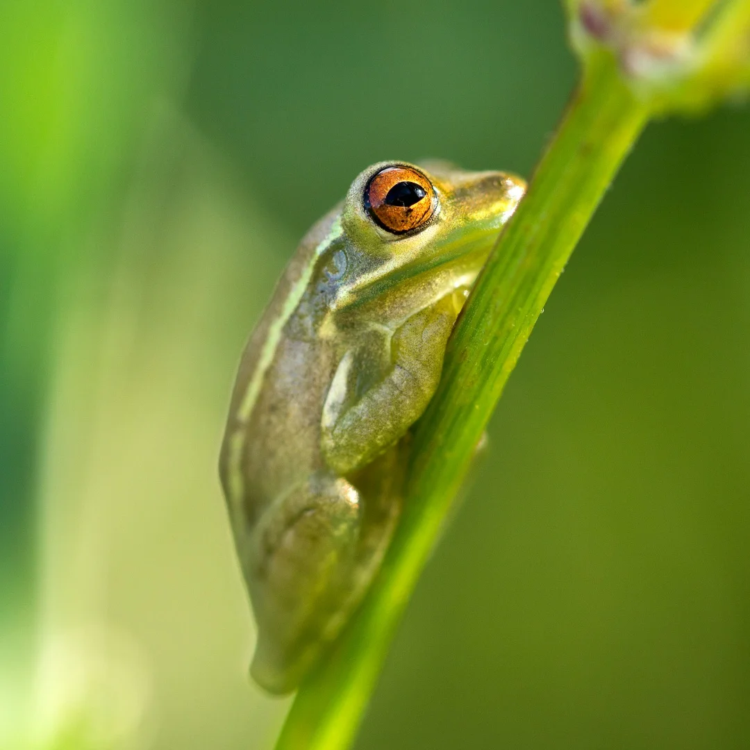 

Android 13, автоматическая GPS-навигация для Ford F-150 2021-2025, радио, мультимедийный плеер, автомобильный беспроводной головной прибор CarPlay, дисплей 13,1 дюйма