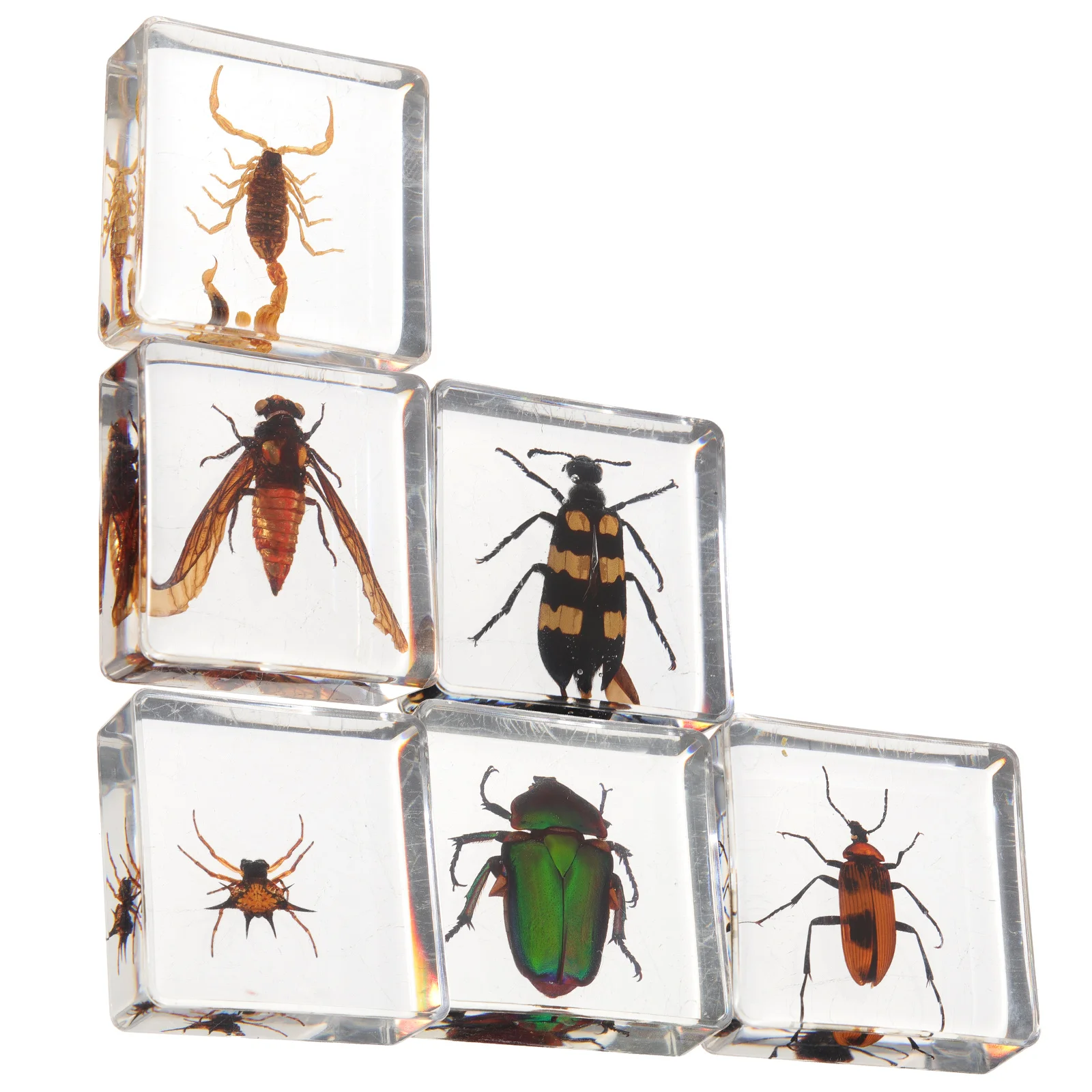 6 Pcs Insect Specimen Exquisite Resin Decor Insects Natural Household Specimens Shaped Creative