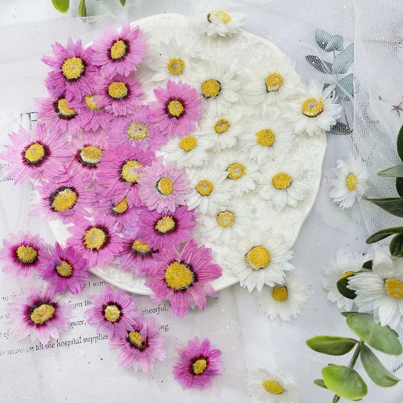 24 stücke/2-4CM, Natürliche Gedrückt Blumen blätter, reale Getrocknete daisy DIY Handwerk Valentines geschenk Lesezeichen telefon fall Duft kerze decor