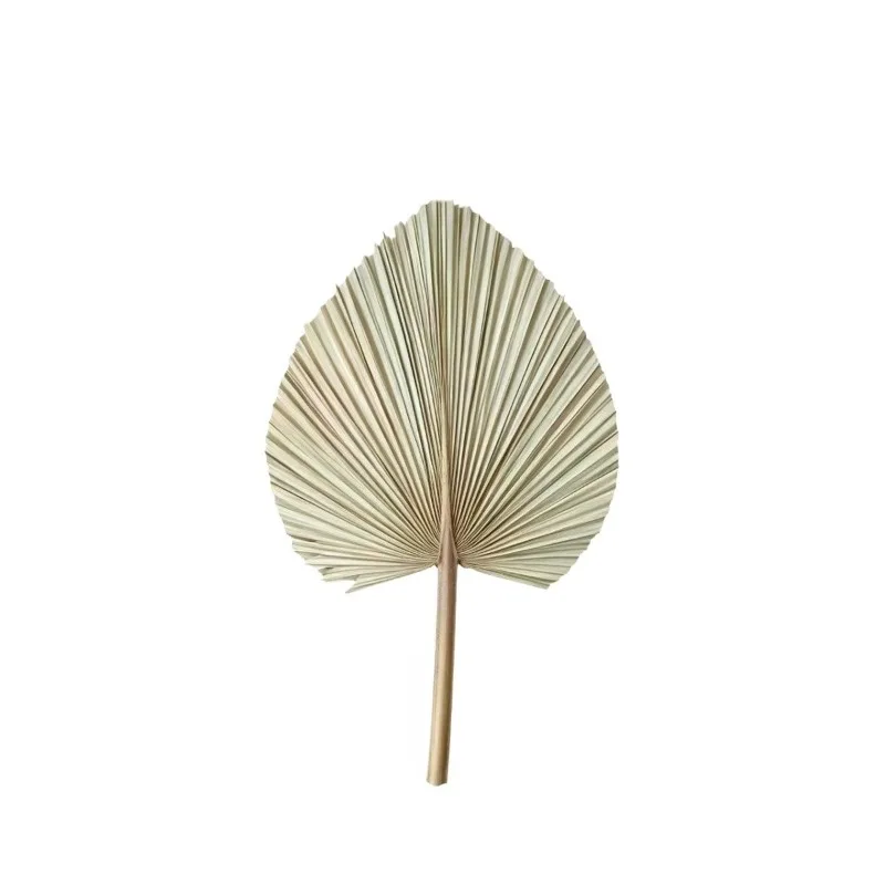Pufan leaf dried flower large pufan sunflower leaf forest flower shop display soft decoration arch wedding decoration scene