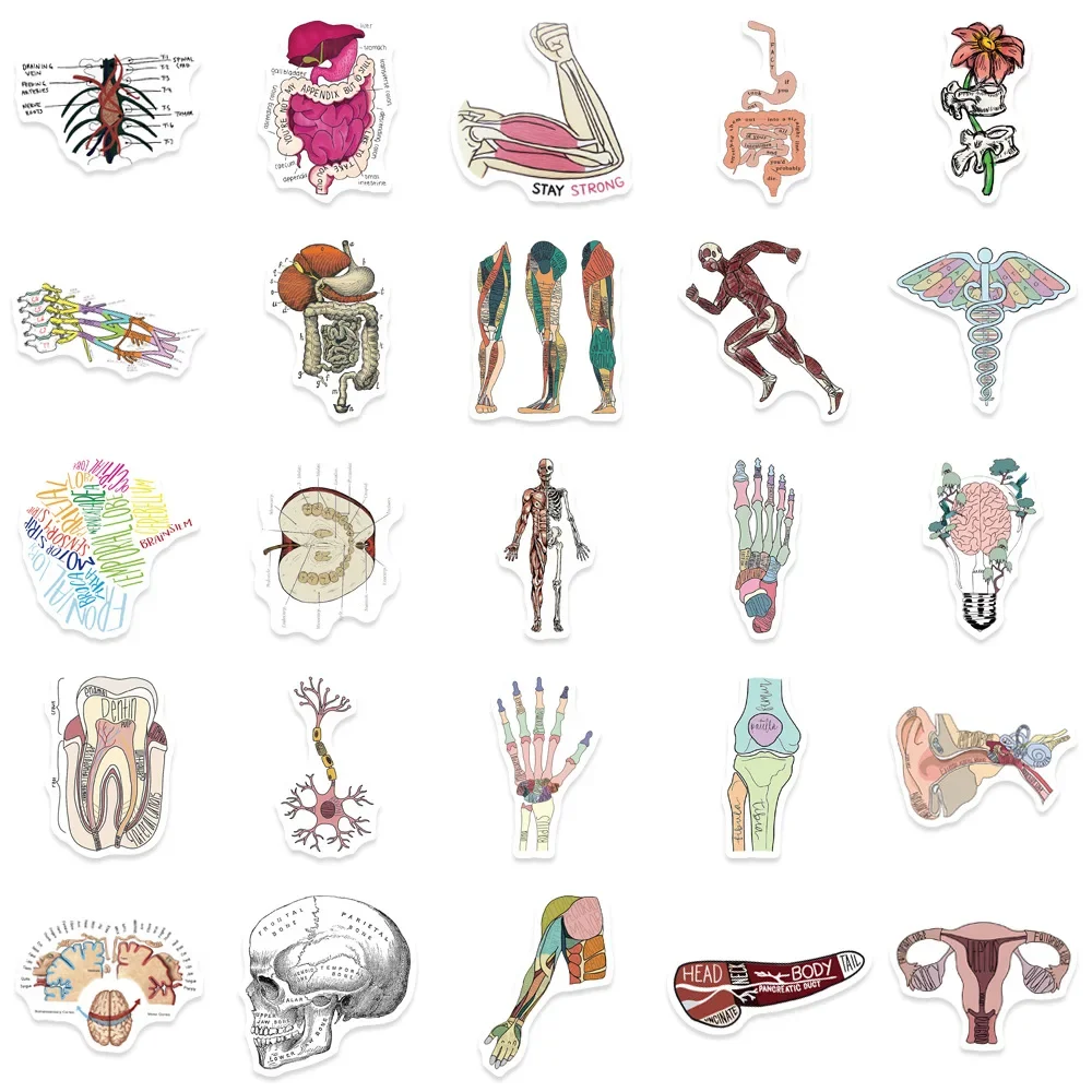 50pcs Cartoon Human Organ Medical Anatomy Stickers Aesthetic DIY Laptop Skateboard Car Waterproof Sticker Classic Toy