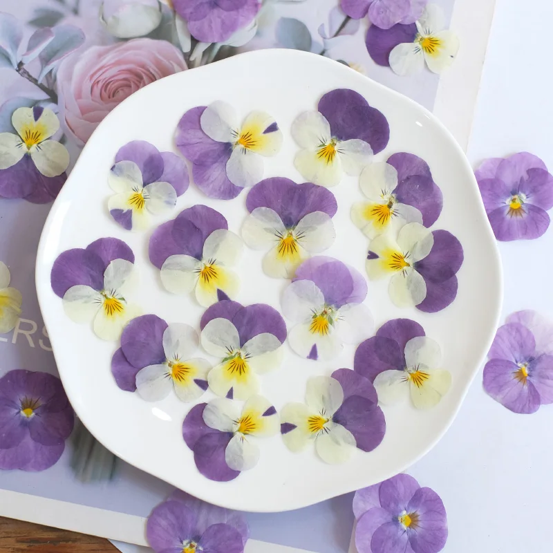 12 قطعة ، الطبيعة بانسي المجففة زهرة تنقش DIY بها بنفسك الايبوكسي جراب المحمول الجمال مسمار المواد زهرة إطار صور الزخرفية بتلات ماكياج