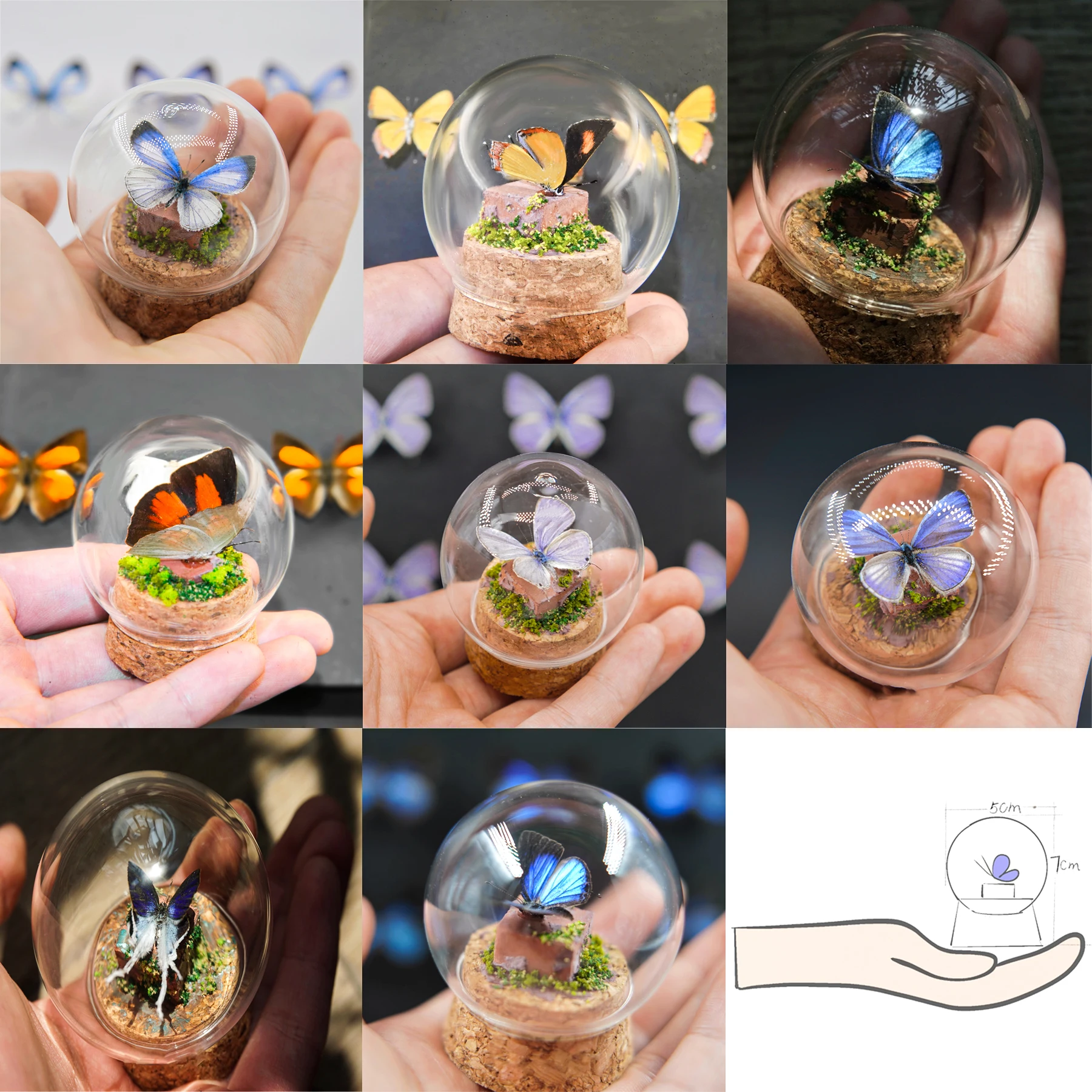 Real Butterfly Specimens Mini Butterfly Scenery Glass Cover Couple Birthday Gift Children Science Desktop Ornaments