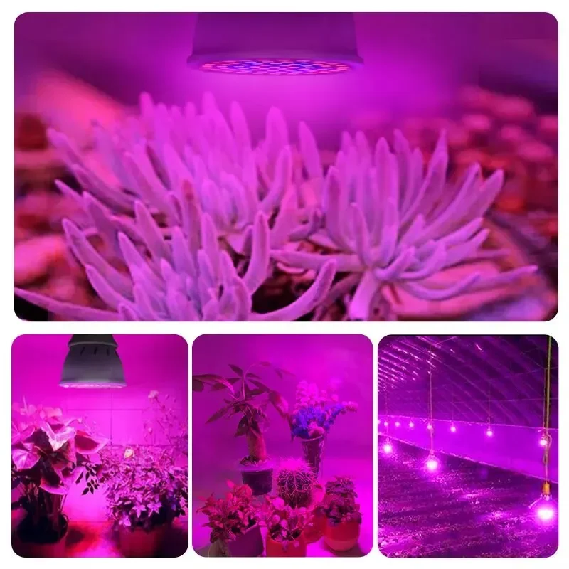 Luz de cultivo de plantas de espectro completo, lámparas Phyto, Bombilla de cultivo para crecimiento hidropónico de invernadero, E27, 60LED, 220V