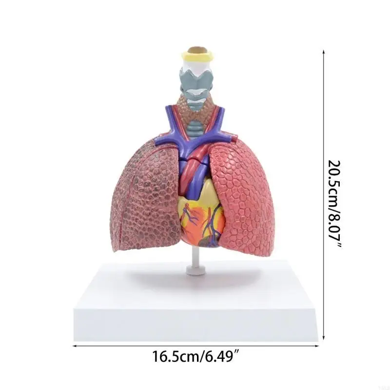 Il modello anatomico polmonare Y5LB mostra i dettagli del sistema respiratorio, della tiroide, del cuore e dei polmoni