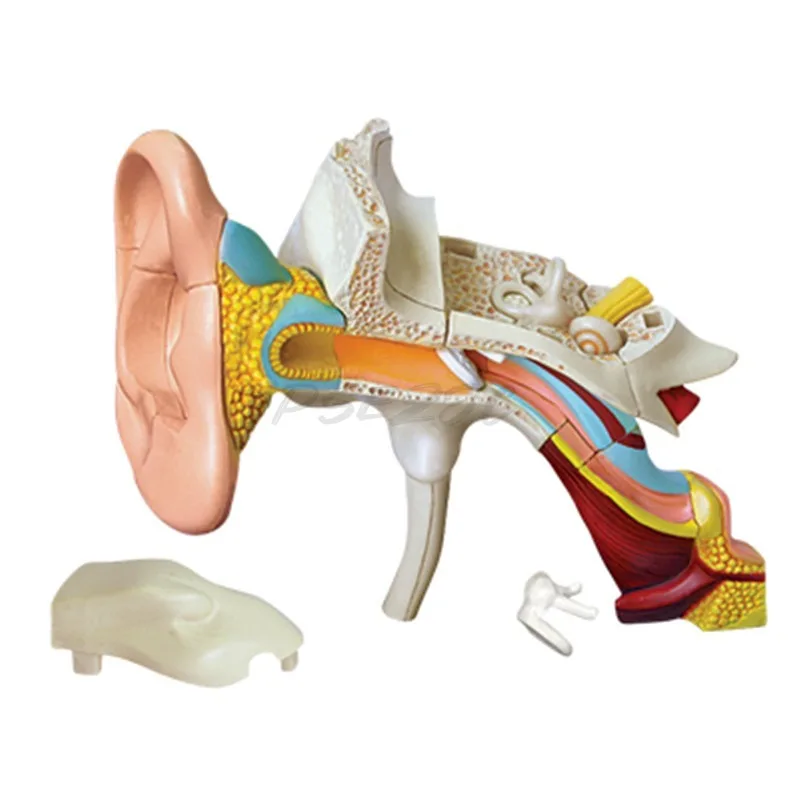 Puzzle Assembly of Anatomical Models of Human Ear Canal Organs for Medical Teaching Purposes