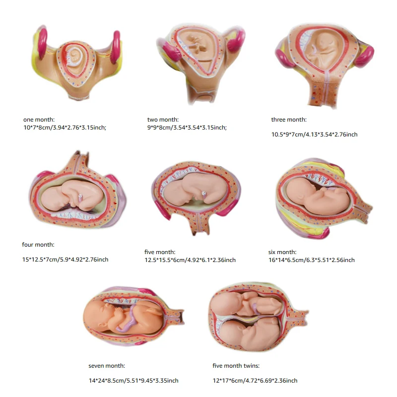 Pregnancy Embryo Development Process Model Anatomical Human Fetal Model Education Teaching Tool