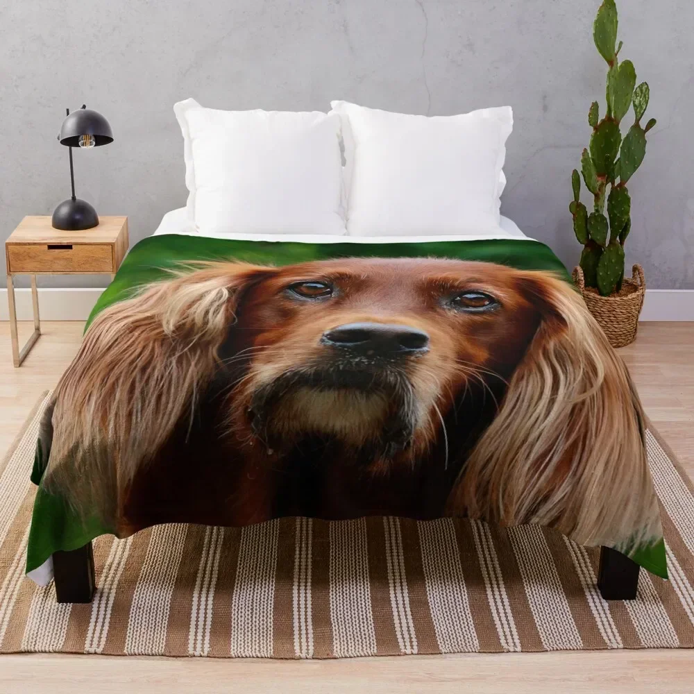 

Irish Setter - do you mean me Throw Blanket Sofa Throw For Decorative Sofa Blankets