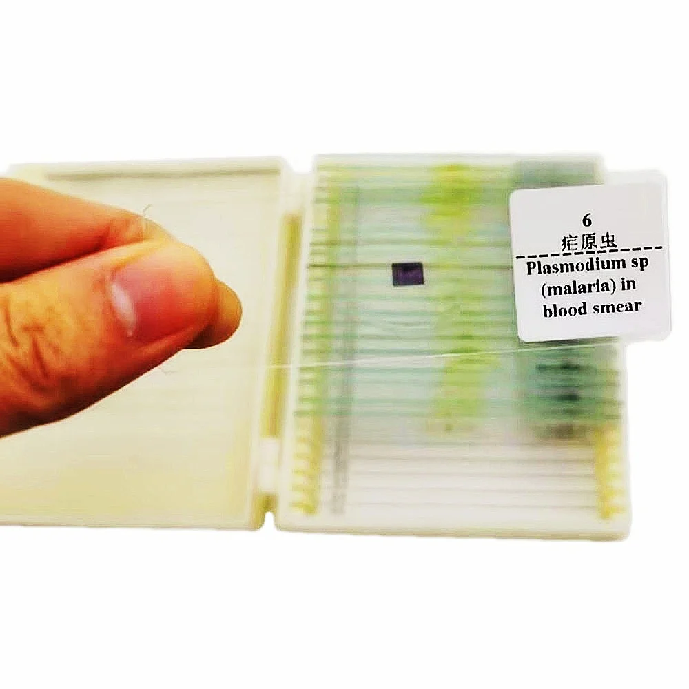 20Pcs Protozoa and Algae Microscope Education Prepared Slides Set